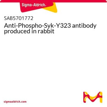 Anti-Phospho-Syk-Y323 antibody produced in rabbit