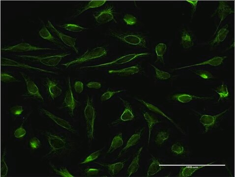 Monoclonal Anti-DBR1 antibody produced in mouse clone 3A7, purified immunoglobulin, buffered aqueous solution