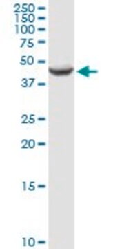 Anti-AMT antibody produced in rabbit purified immunoglobulin, buffered aqueous solution