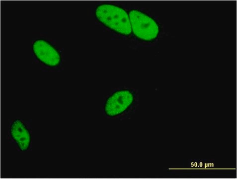 Monoclonal Anti-MED9 antibody produced in mouse clone 7F1, purified immunoglobulin, buffered aqueous solution