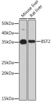 Anti-BST2 Antibody, clone 4L6O2, Rabbit Monoclonal