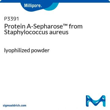 Protéine&#160;A-agarose lyophilized powder