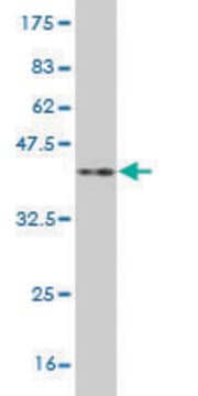 Monoclonal Anti-NKX3-1 antibody produced in mouse clone 3H6, purified immunoglobulin, buffered aqueous solution