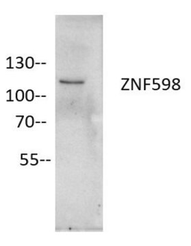 Anti-ZNF598 Antibody, clone 3N7, ZooMAb&#174; Rabbit Monoclonal recombinant, expressed in HEK 293 cells