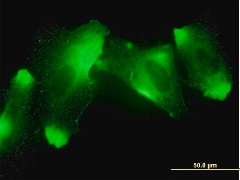 Monoclonal Anti-MFRP antibody produced in mouse clone 1E12, purified immunoglobulin, buffered aqueous solution