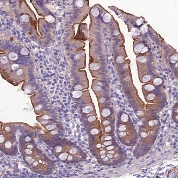 Anti-ANKS4B antibody produced in rabbit Prestige Antibodies&#174; Powered by Atlas Antibodies, affinity isolated antibody, buffered aqueous glycerol solution