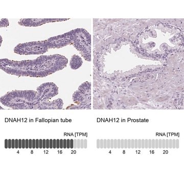 Anti-DNAH12 antibody produced in rabbit Prestige Antibodies&#174; Powered by Atlas Antibodies, affinity isolated antibody, buffered aqueous glycerol solution