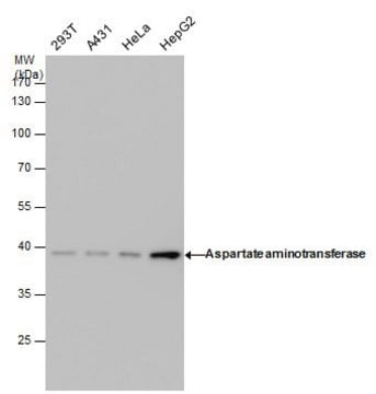 Monoclonal Anti-Aspartate aminotransferase antibody produced in mouse clone GT638, affinity isolated antibody