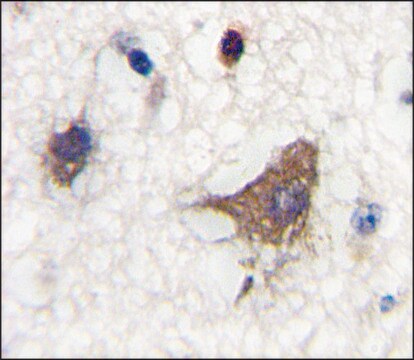 Anti-CLASP2 (N-term) antibody produced in rabbit IgG fraction of antiserum, buffered aqueous solution