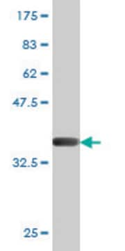 Monoclonal Anti-HOXC8 antibody produced in mouse clone 1H2, purified immunoglobulin, buffered aqueous solution