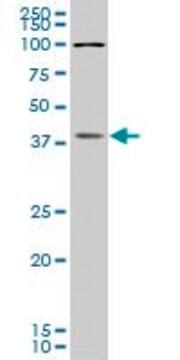 Monoclonal Anti-BOLL, (C-terminal) antibody produced in mouse clone 5B8, purified immunoglobulin, buffered aqueous solution