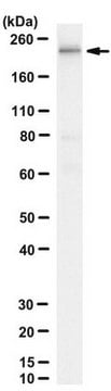 Anti-RNA-Polymerase&nbsp;II Antikörper, CTD-Antikörper, Klon 8WG16 clone 8WG16, from mouse