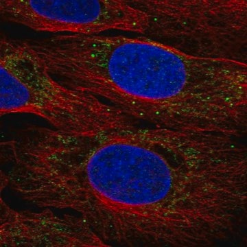 Anti-Bbs2 Antibody Produced In Rabbit Prestige Antibodies&#174; Powered by Atlas Antibodies, affinity isolated antibody, buffered aqueous glycerol solution