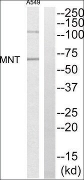 Anti-MNT antibody produced in rabbit affinity isolated antibody