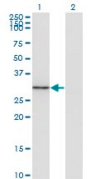 Monoclonal Anti-FGL1 antibody produced in mouse clone 2A4, purified immunoglobulin, buffered aqueous solution