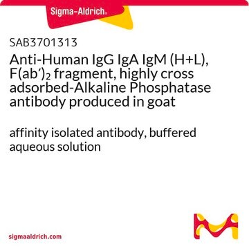 Anti-Human IgG IgA IgM (H+L), F(ab&#8242;)2 fragment, highly cross adsorbed-Alkaline Phosphatase antibody produced in goat affinity isolated antibody, buffered aqueous solution