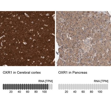 Anti-OXR1 antibody produced in rabbit Prestige Antibodies&#174; Powered by Atlas Antibodies, affinity isolated antibody, buffered aqueous glycerol solution, ab2