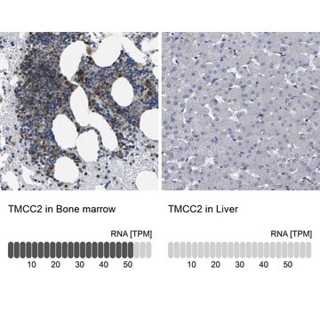 Anti-TMCC2 antibody produced in rabbit Prestige Antibodies&#174; Powered by Atlas Antibodies, affinity isolated antibody, buffered aqueous glycerol solution