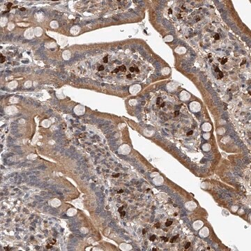 Anti-PLEKHG1 antibody produced in rabbit Prestige Antibodies&#174; Powered by Atlas Antibodies, affinity isolated antibody, buffered aqueous glycerol solution, ab2