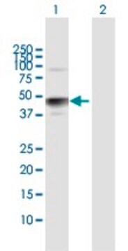 Anti-HS3ST3A1 antibody produced in rabbit purified immunoglobulin, buffered aqueous solution