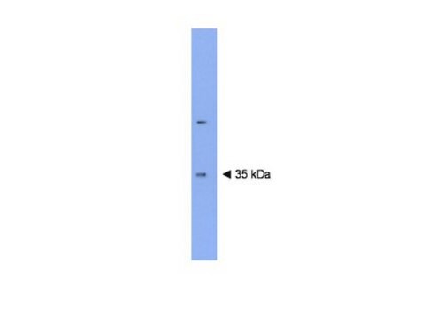 Anti-Plasticity Related Gene 3 Antibody Chemicon&#174;, from rabbit