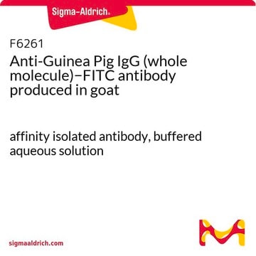 Anti-Guinea Pig IgG (whole molecule)&#8722;FITC antibody produced in goat affinity isolated antibody, buffered aqueous solution