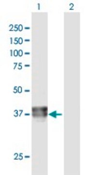 Anti-BCAT2 antibody produced in rabbit purified immunoglobulin, buffered aqueous solution