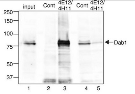 Anti-Dab1 Antibody, clone 4H11 clone 4H11, from rat