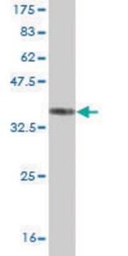 ANTI-ZIC1 antibody produced in mouse clone 3C1, purified immunoglobulin, buffered aqueous solution