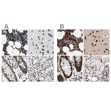 Anti-BCLAF1 antibody produced in rabbit Prestige Antibodies&#174; Powered by Atlas Antibodies, affinity isolated antibody, buffered aqueous glycerol solution