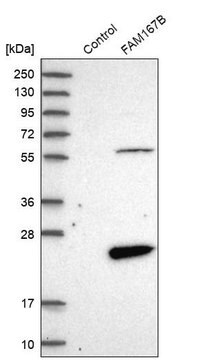 Anti-FAM167B antibody produced in rabbit Prestige Antibodies&#174; Powered by Atlas Antibodies, affinity isolated antibody, buffered aqueous glycerol solution