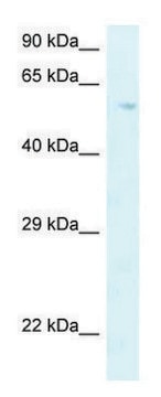 Anti-P4HA2 (C-terminal) antibody produced in rabbit affinity isolated antibody