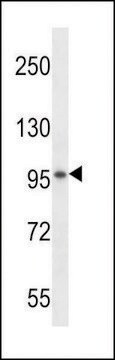 ANTI-VSGP/F-SPONDIN(N-TERMINAL) antibody produced in rabbit affinity isolated antibody, buffered aqueous solution