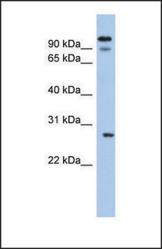 Anti-VDAC3, (N-terminal) antibody produced in rabbit affinity isolated antibody