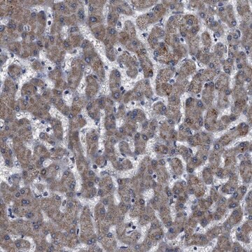 Anti-DDX56 antibody produced in rabbit Prestige Antibodies&#174; Powered by Atlas Antibodies, affinity isolated antibody, buffered aqueous glycerol solution