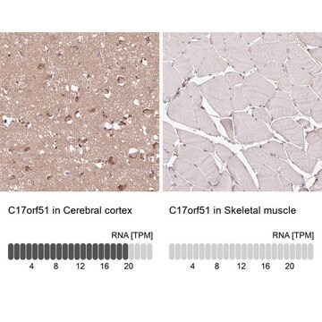 Anti-C17ORF51 antibody produced in rabbit Prestige Antibodies&#174; Powered by Atlas Antibodies, affinity isolated antibody, buffered aqueous glycerol solution