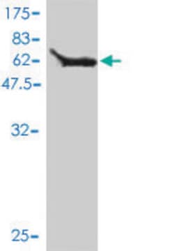 Monoclonal Anti-MOAP1 antibody produced in mouse clone 4A11, purified immunoglobulin, buffered aqueous solution