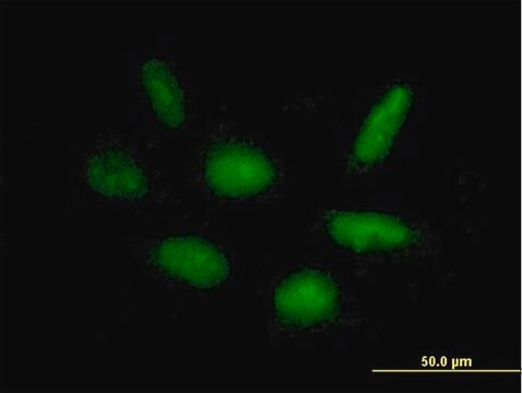 Anti-RAPGEF5 antibody produced in mouse purified immunoglobulin, buffered aqueous solution