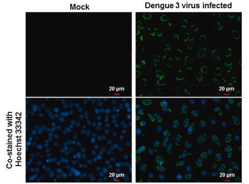 Monoclonal Anti-Dengue virus NS1 protein antibody produced in mouse clone GT4212, affinity isolated antibody