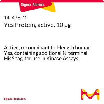 Yes Protein, active, 10 &#181;g Active, recombinant full-length human Yes, containing additional N-terminal His6 tag, for use in Kinase Assays.