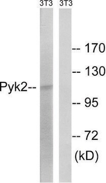 Anti-PYK2 antibody produced in rabbit affinity isolated antibody