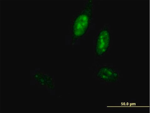 Anti-POLE3 antibody produced in mouse purified immunoglobulin, buffered aqueous solution