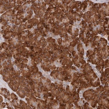 Anti-ARHGEF10L antibody produced in rabbit Prestige Antibodies&#174; Powered by Atlas Antibodies, affinity isolated antibody, buffered aqueous glycerol solution, ab3