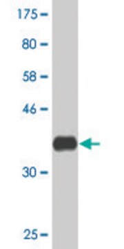 Monoclonal Anti-ABCC5 antibody produced in mouse clone 1B12, purified immunoglobulin, buffered aqueous solution