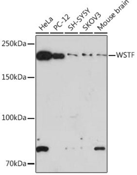 Anti-WSTF Antibody, clone 10Y9B6, Rabbit Monoclonal