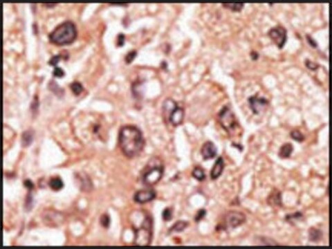 Anti-MAGEF1 (C-term) antibody produced in rabbit IgG fraction of antiserum, buffered aqueous solution