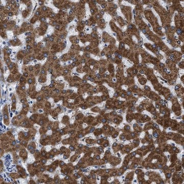 Anti-GGCX antibody produced in rabbit Prestige Antibodies&#174; Powered by Atlas Antibodies, affinity isolated antibody, buffered aqueous glycerol solution