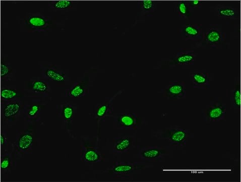 Monoclonal Anti-PTPN22 antibody produced in mouse clone 1A6, purified immunoglobulin, buffered aqueous solution