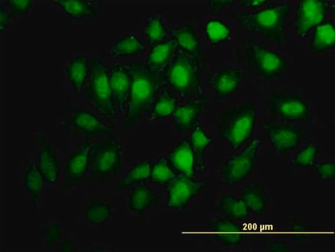 Monoclonal Anti-EHD2 antibody produced in mouse clone 2D8, purified immunoglobulin, buffered aqueous solution