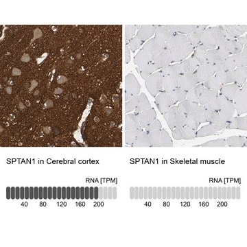 Anti-SPTAN1 antibody produced in rabbit Prestige Antibodies&#174; Powered by Atlas Antibodies, affinity isolated antibody, buffered aqueous glycerol solution